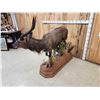 Image 6 : African Nyala Full Body Taxidermy Mount