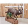 Image 7 : African Nyala Full Body Taxidermy Mount