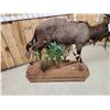 Image 8 : African Nyala Full Body Taxidermy Mount
