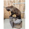 Image 10 : Record Book Eurasian Brown Bear Full Body Taxidermy Mount