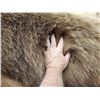 Image 11 : Record Book Eurasian Brown Bear Full Body Taxidermy Mount