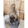 Image 12 : Record Book Eurasian Brown Bear Full Body Taxidermy Mount