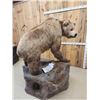 Image 13 : Record Book Eurasian Brown Bear Full Body Taxidermy Mount