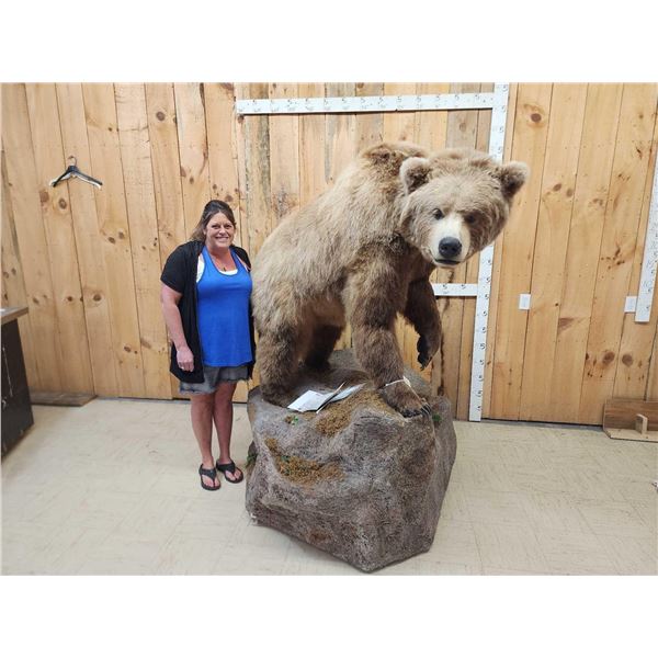 Record Book Eurasian Brown Bear Full Body Taxidermy Mount