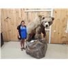 Image 1 : Record Book Eurasian Brown Bear Full Body Taxidermy Mount