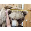 Image 2 : Record Book Eurasian Brown Bear Full Body Taxidermy Mount