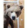 Image 4 : Record Book Eurasian Brown Bear Full Body Taxidermy Mount