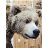 Image 5 : Record Book Eurasian Brown Bear Full Body Taxidermy Mount