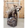Image 6 : Record Book Eurasian Brown Bear Full Body Taxidermy Mount