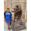 Image 7 : Record Book Eurasian Brown Bear Full Body Taxidermy Mount
