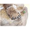Image 8 : Record Book Eurasian Brown Bear Full Body Taxidermy Mount