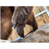 Image 9 : Record Book Eurasian Brown Bear Full Body Taxidermy Mount
