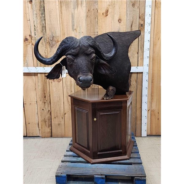 African Cape Buffalo Pedestal Taxidermy Mount