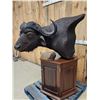 Image 3 : African Cape Buffalo Pedestal Taxidermy Mount