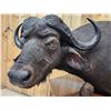 Image 4 : African Cape Buffalo Pedestal Taxidermy Mount