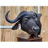 Image 5 : African Cape Buffalo Pedestal Taxidermy Mount