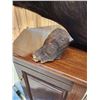 Image 7 : African Cape Buffalo Pedestal Taxidermy Mount