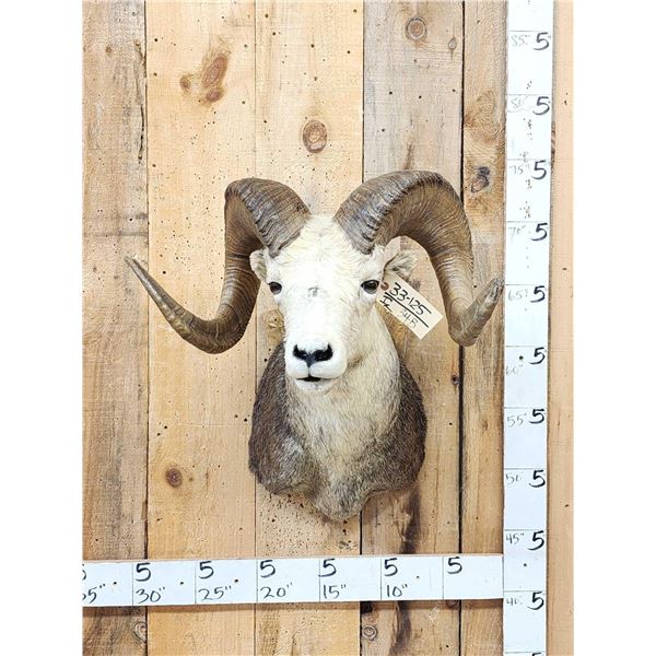 Stone Sheep Shoulder Mount Taxidermy