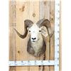 Image 1 : Stone Sheep Shoulder Mount Taxidermy