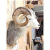 Image 2 : Stone Sheep Shoulder Mount Taxidermy