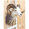 Image 3 : Stone Sheep Shoulder Mount Taxidermy