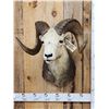 Image 4 : Stone Sheep Shoulder Mount Taxidermy