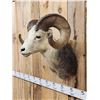 Image 5 : Stone Sheep Shoulder Mount Taxidermy