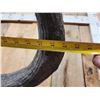 Image 11 : Ancient Steppe Bison Skull Replica fossilized fossil