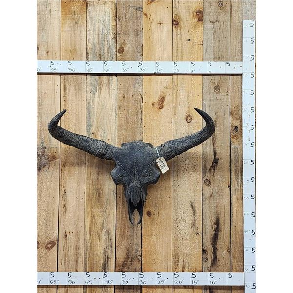 Ancient Steppe Bison Skull Replica fossilized fossil