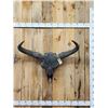 Image 1 : Ancient Steppe Bison Skull Replica fossilized fossil