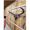 Image 2 : Ancient Steppe Bison Skull Replica fossilized fossil
