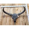 Image 3 : Ancient Steppe Bison Skull Replica fossilized fossil