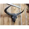 Image 4 : Ancient Steppe Bison Skull Replica fossilized fossil
