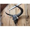 Image 5 : Ancient Steppe Bison Skull Replica fossilized fossil