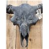 Image 6 : Ancient Steppe Bison Skull Replica fossilized fossil