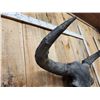 Image 8 : Ancient Steppe Bison Skull Replica fossilized fossil