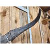 Image 9 : Ancient Steppe Bison Skull Replica fossilized fossil
