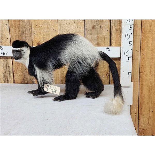Spectacular African Black & White Colobus Monkey Full Body Taxidermy Mount