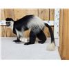 Image 1 : Spectacular African Black & White Colobus Monkey Full Body Taxidermy Mount