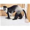 Image 2 : Spectacular African Black & White Colobus Monkey Full Body Taxidermy Mount