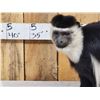 Image 3 : Spectacular African Black & White Colobus Monkey Full Body Taxidermy Mount