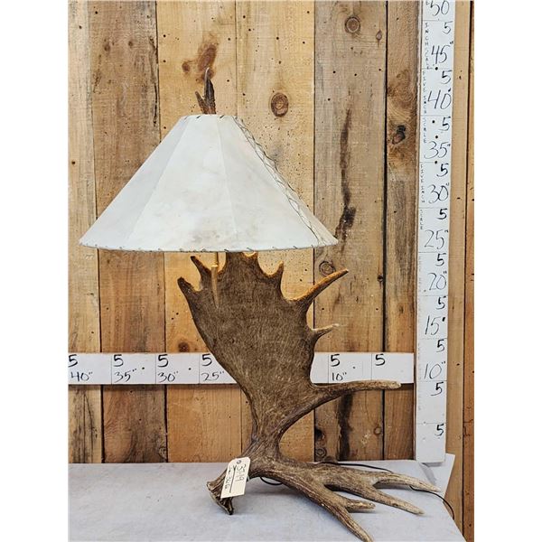 Spectacular Self Standing Moose Shed Antler Lamp