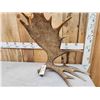 Image 2 : Spectacular Self Standing Moose Shed Antler Lamp