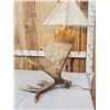 Image 4 : Spectacular Self Standing Moose Shed Antler Lamp