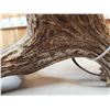 Image 5 : Spectacular Self Standing Moose Shed Antler Lamp