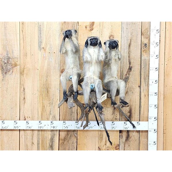 Trio Of African Vervet Monkeys " Speak No Evil Hear No Evil See No Evil Taxidermy