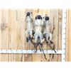 Image 1 : Trio Of African Vervet Monkeys " Speak No Evil Hear No Evil See No Evil Taxidermy