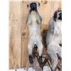 Image 2 : Trio Of African Vervet Monkeys " Speak No Evil Hear No Evil See No Evil Taxidermy