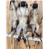 Image 4 : Trio Of African Vervet Monkeys " Speak No Evil Hear No Evil See No Evil Taxidermy