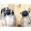 Image 6 : Trio Of African Vervet Monkeys " Speak No Evil Hear No Evil See No Evil Taxidermy